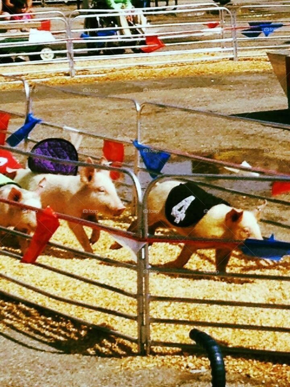 Pig races