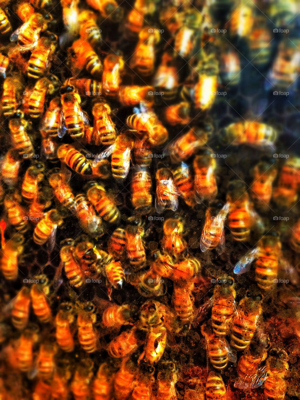Honeybees in a beehive
