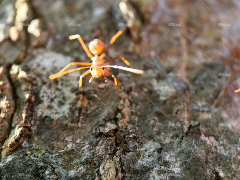 What do you want from me human? I'm just going down to find some food, alright? Can you let me go now?