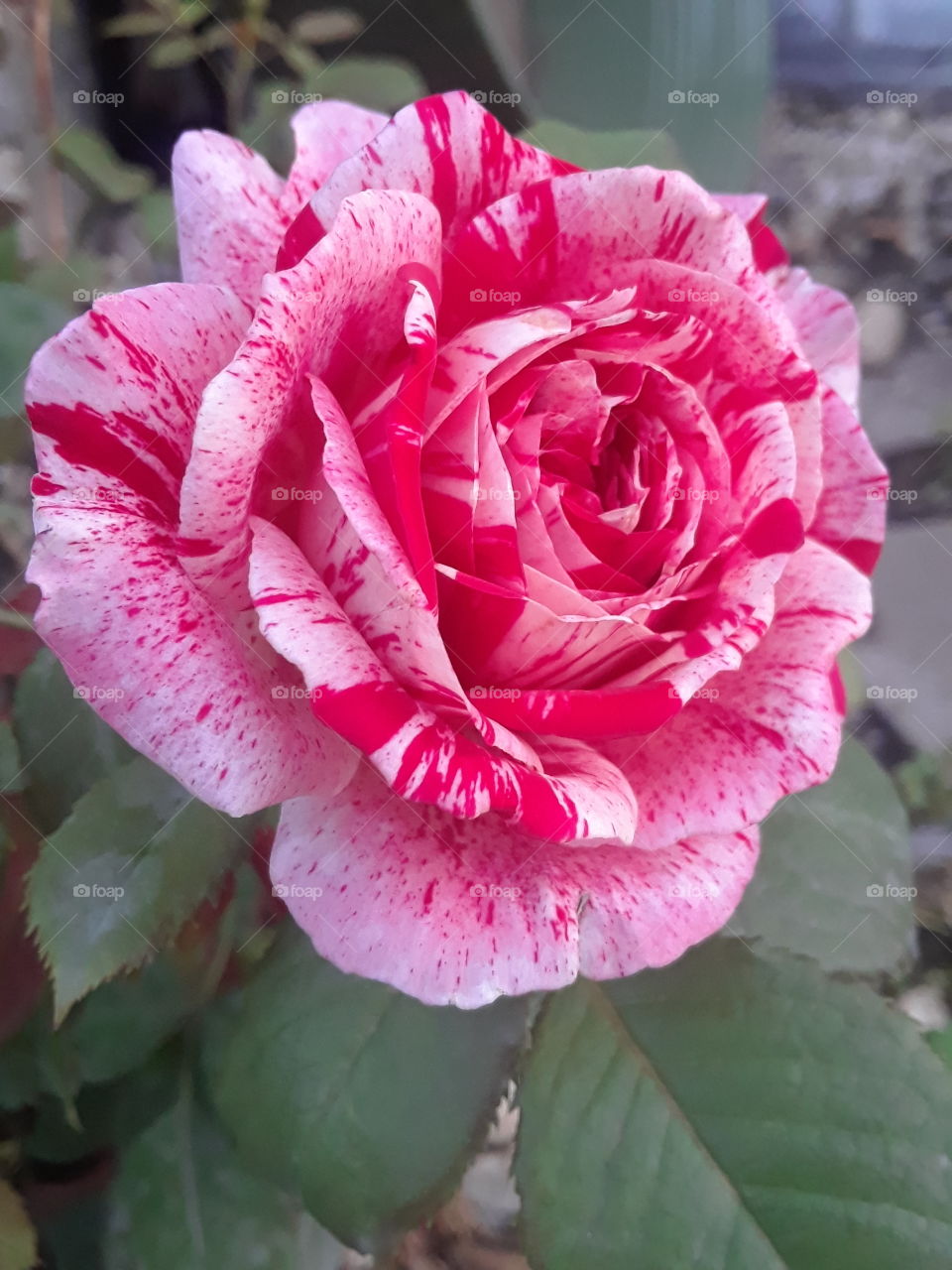 Sent a licous Red and pink variegated rose