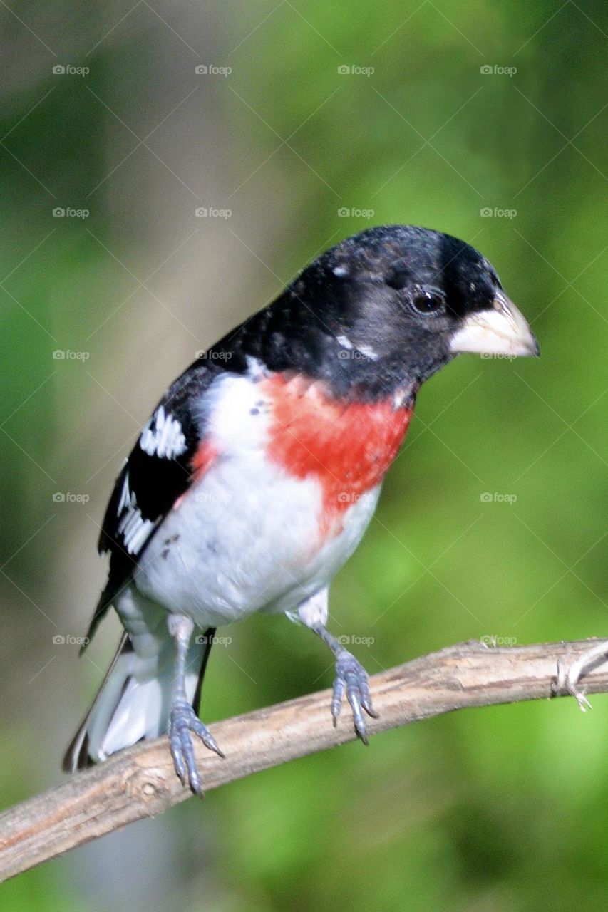 Rose breasted grosbeak on a branch