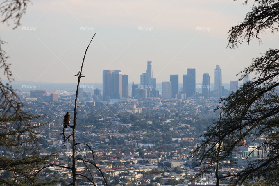 Hawk looking for food? Or enjoying the skyline of Los Angeles?
