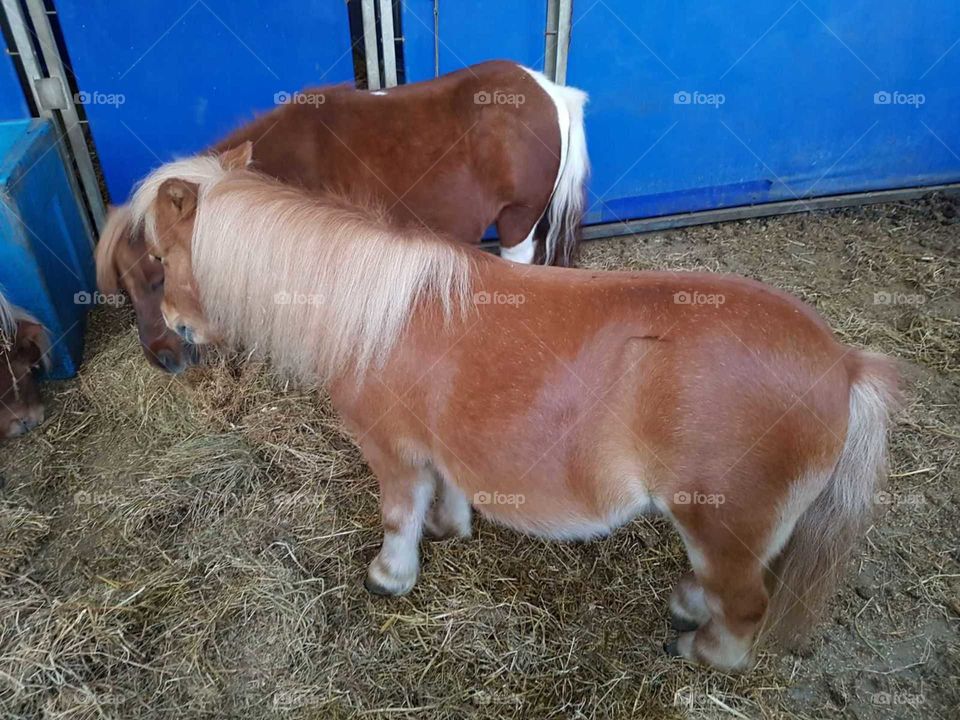 ponies
