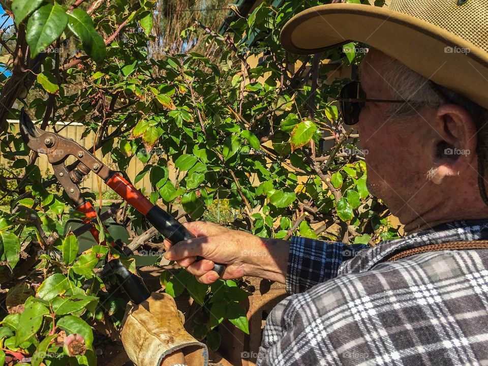 Pruning the roses gardening