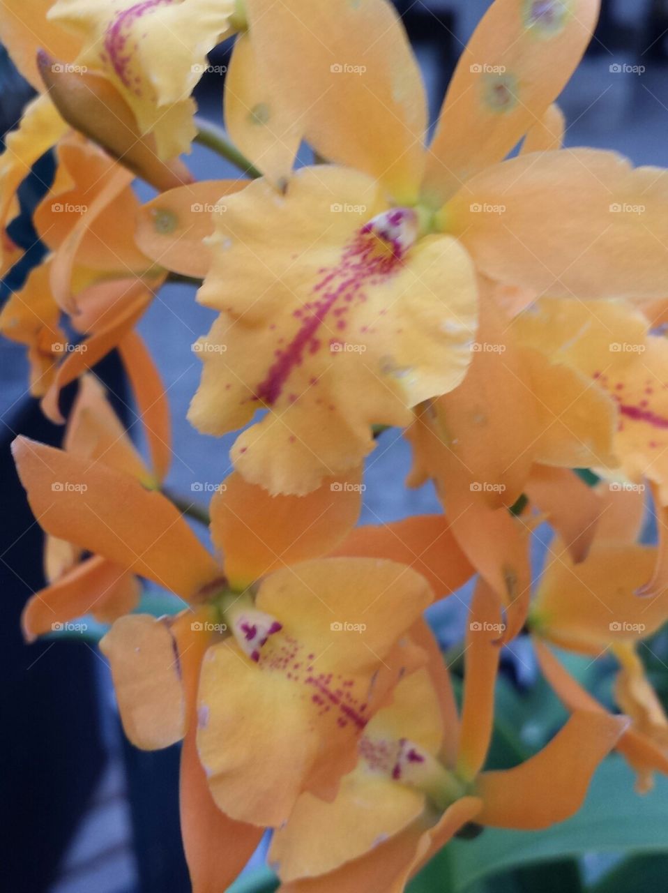 soft Orange orchid