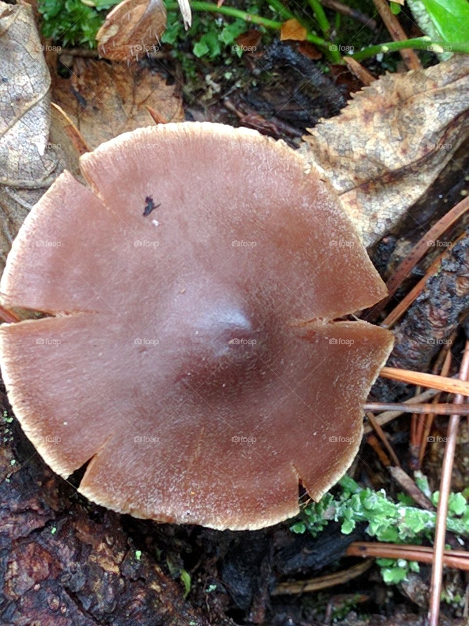 nipple mushroom
