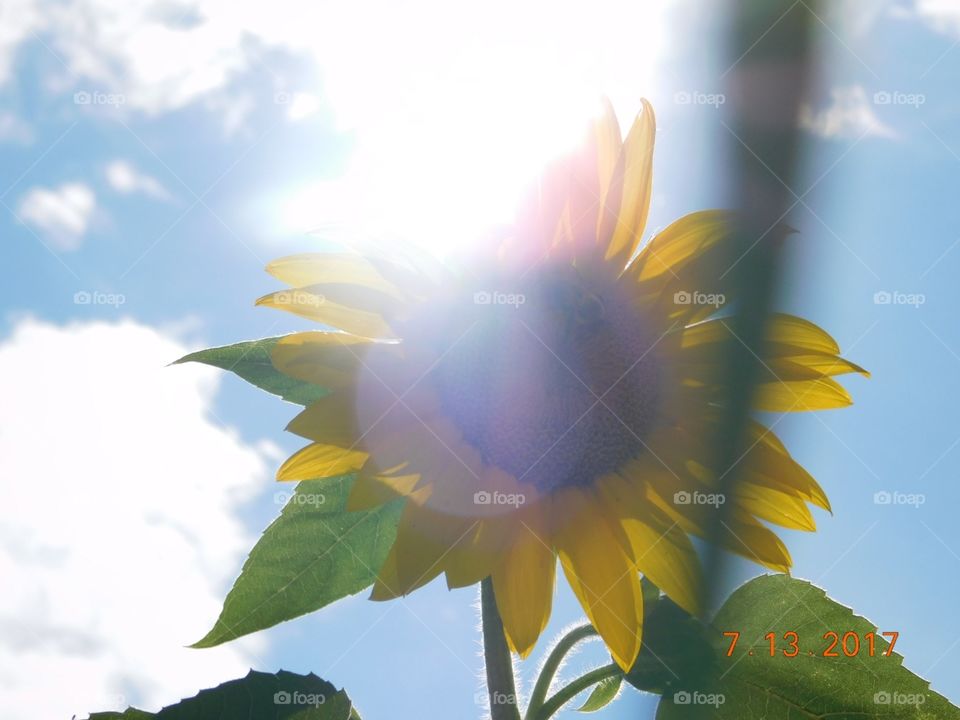 sunflower sunflare
