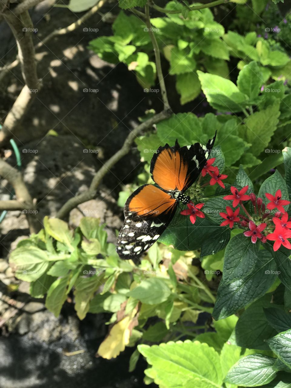 Butterfly on green garden leaf