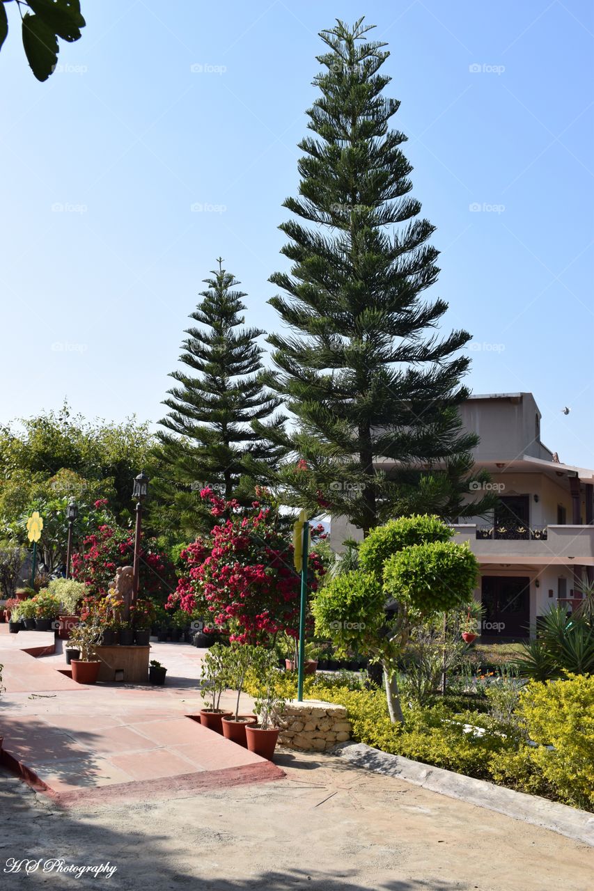 Pine tree @Resort udaipur
