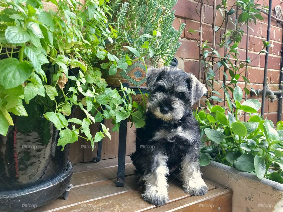 Remy the Miniature Schnauzer puppy 