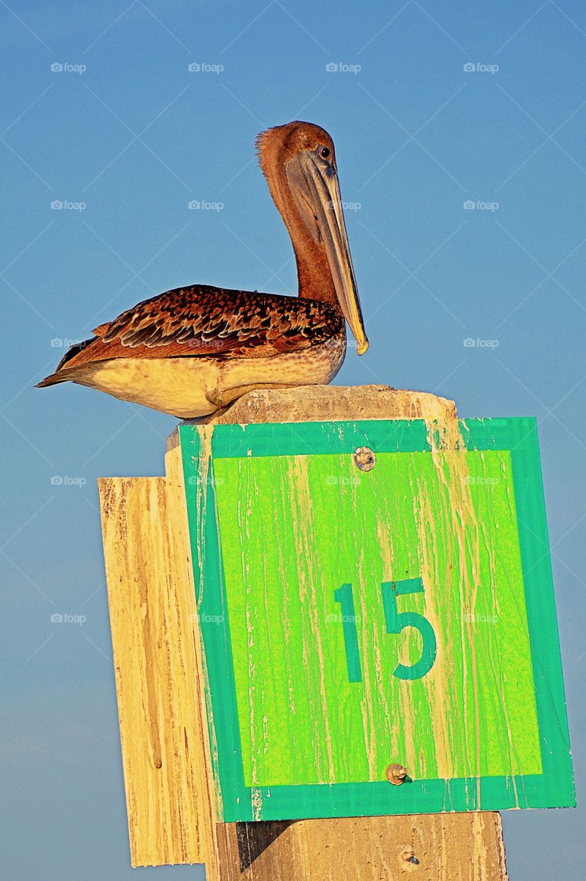 Brown pelican on a green sign 