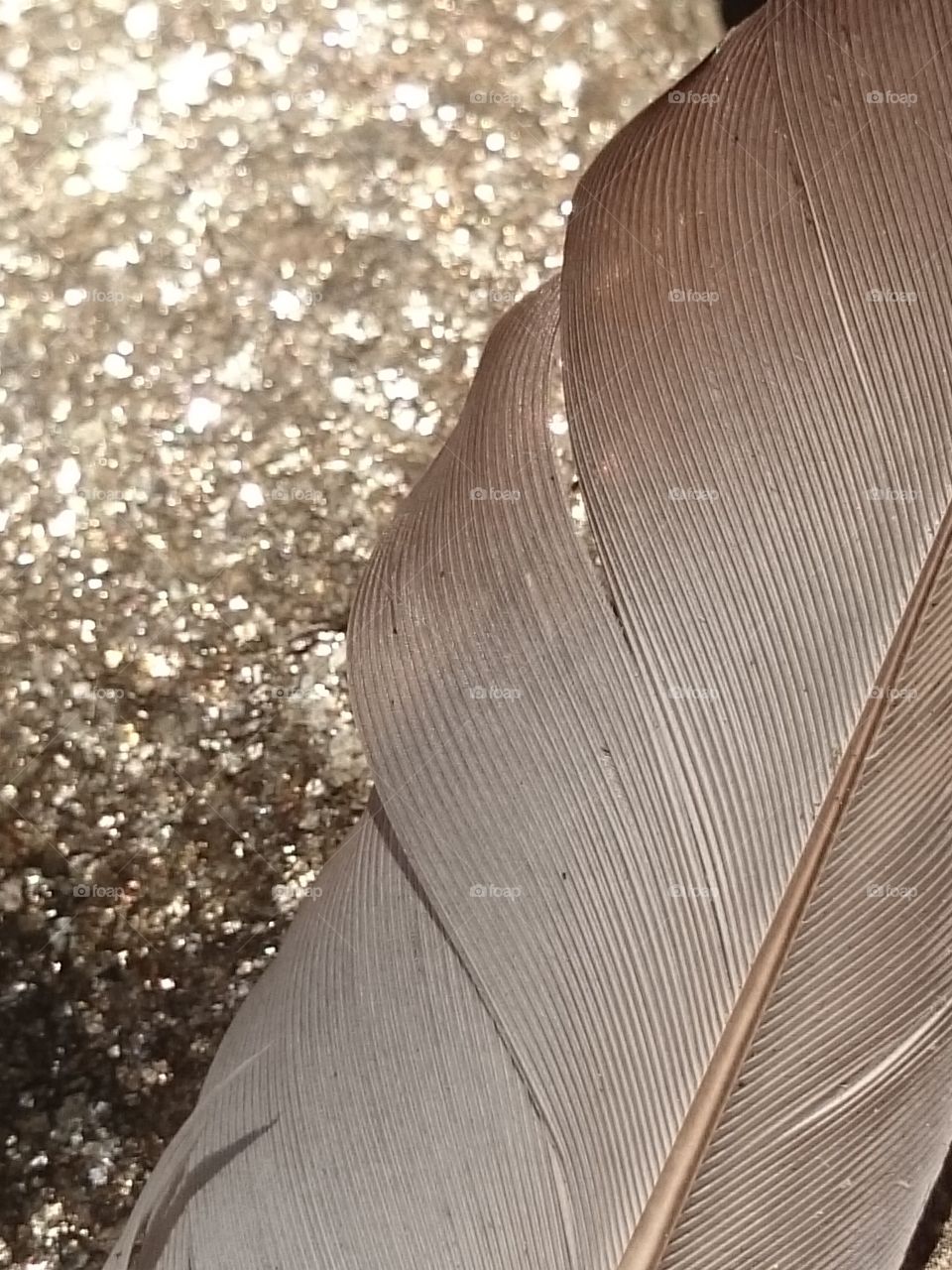 Feather on a glittery rock