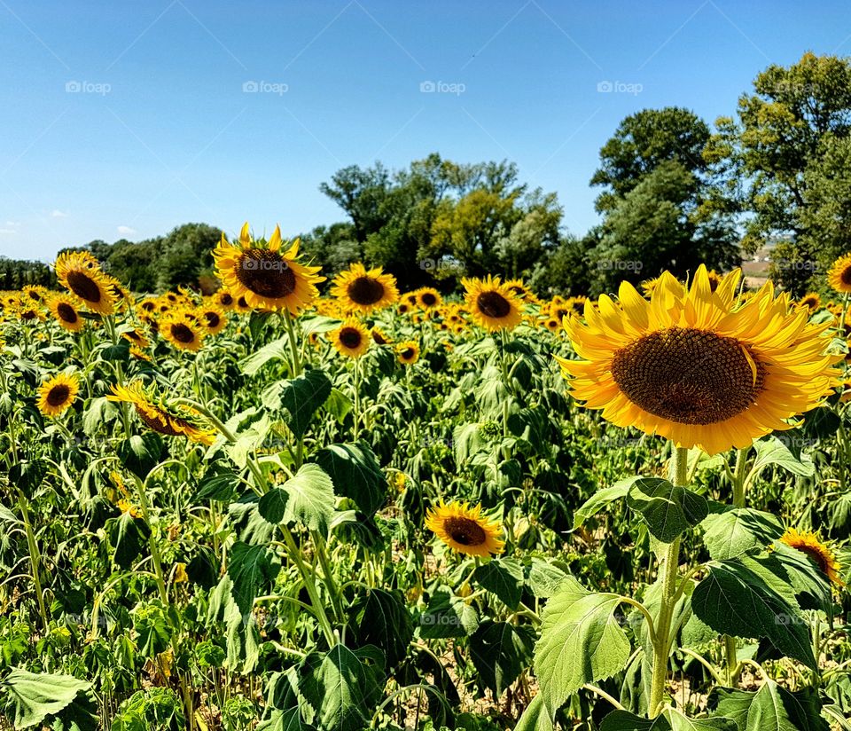 Sunflower colors
This pic was takes in a beautiful field in Le Marche (Italy) in warm summer day.
The dry 2017 summer season stroke this agricultural area of central Italy. These flower enjoyed humidity from the sea nearby and cool breezes from the close mountains above.
