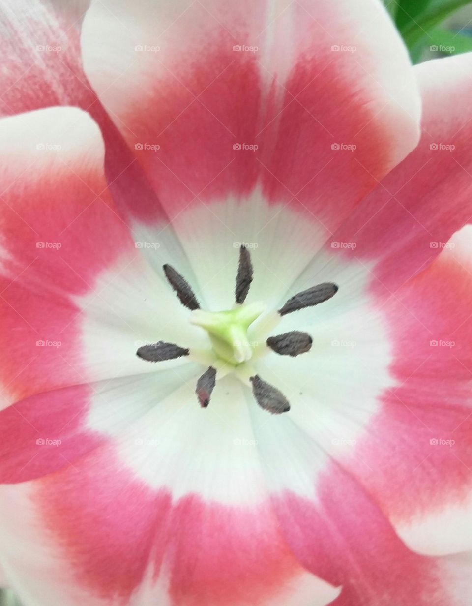 A close up macro shot of a mostly pink and white flower growing in Central Florida.