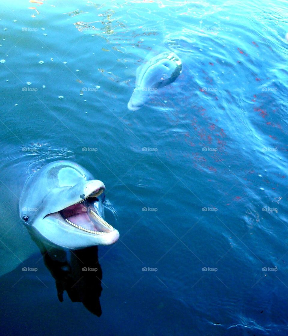 Tourist dolphinarium, Cuba Varadero.