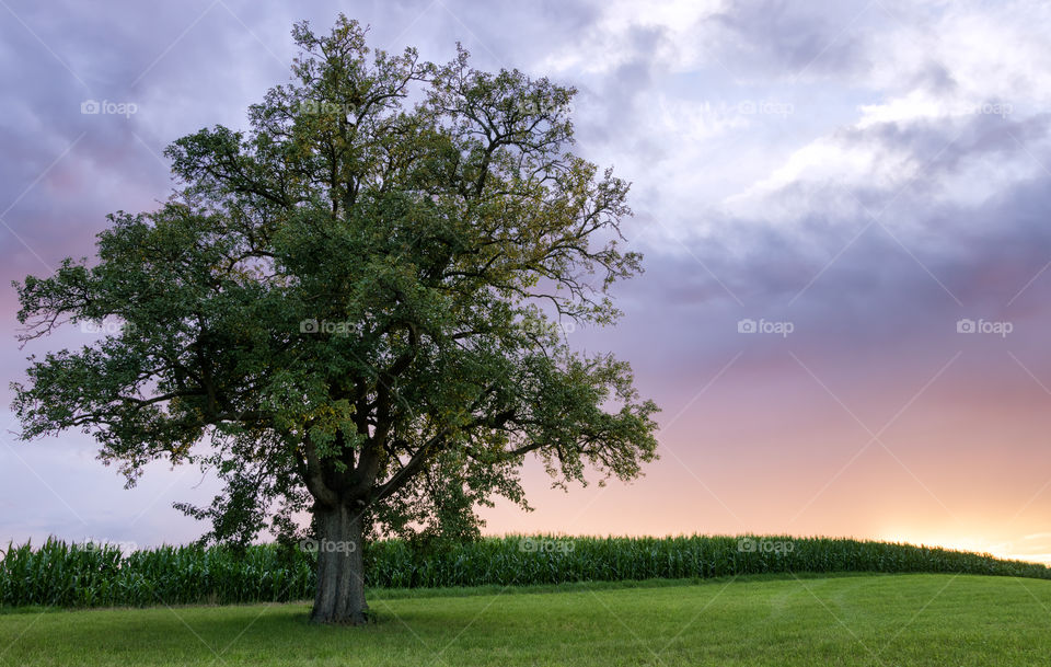Sunset Tree on Corn Field