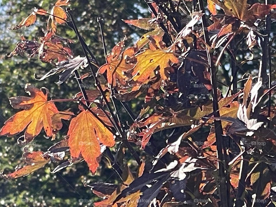 Falls’ colorful leaves 