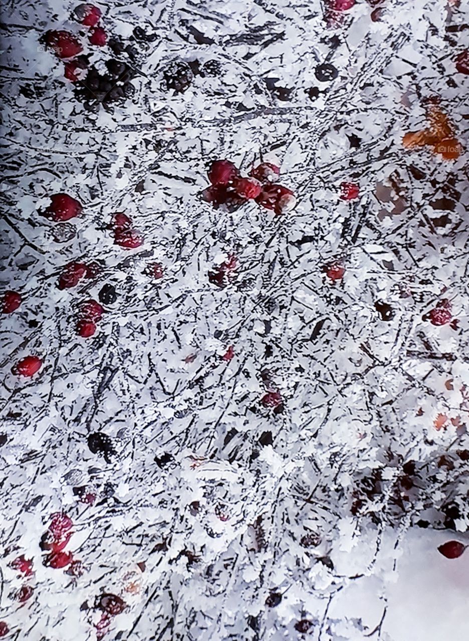 Snow on the trees fine _winter viburnum red