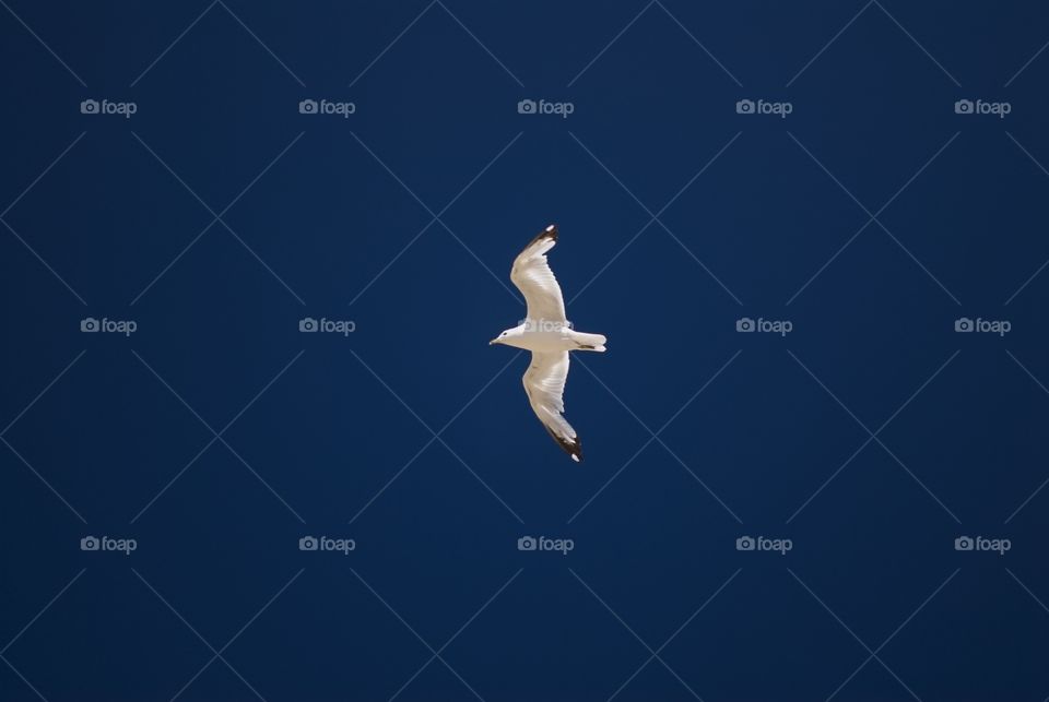 Seagull in flight against blue sky