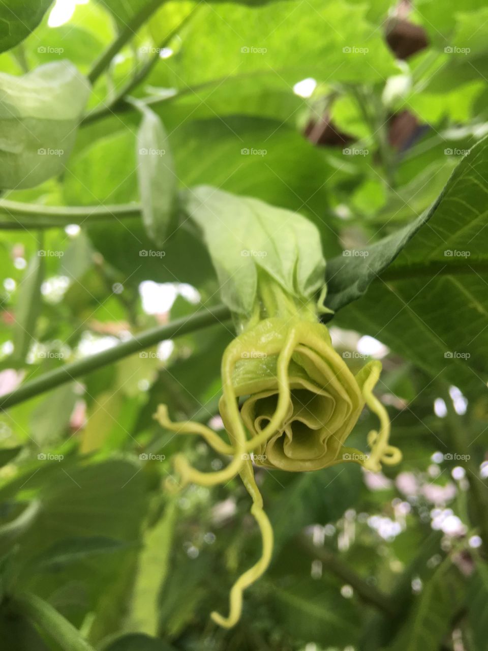 Angel trumpet about to open
