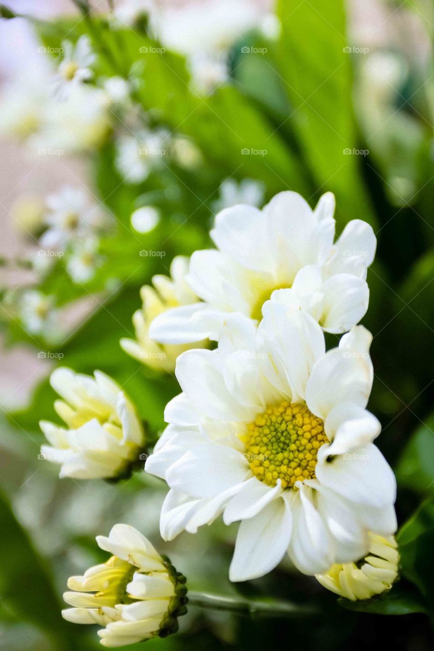 A blossom white flowers