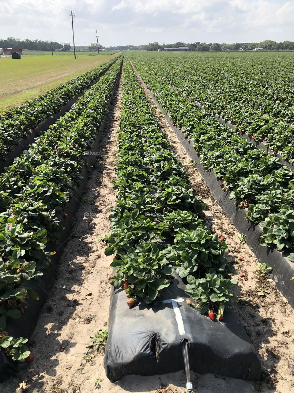 Strawberry fields Plant City Florida USA row of strawberries stretching out to horizon 
