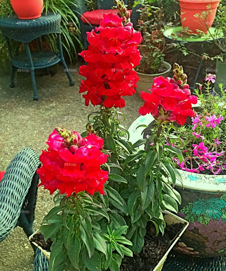 Red flowers 