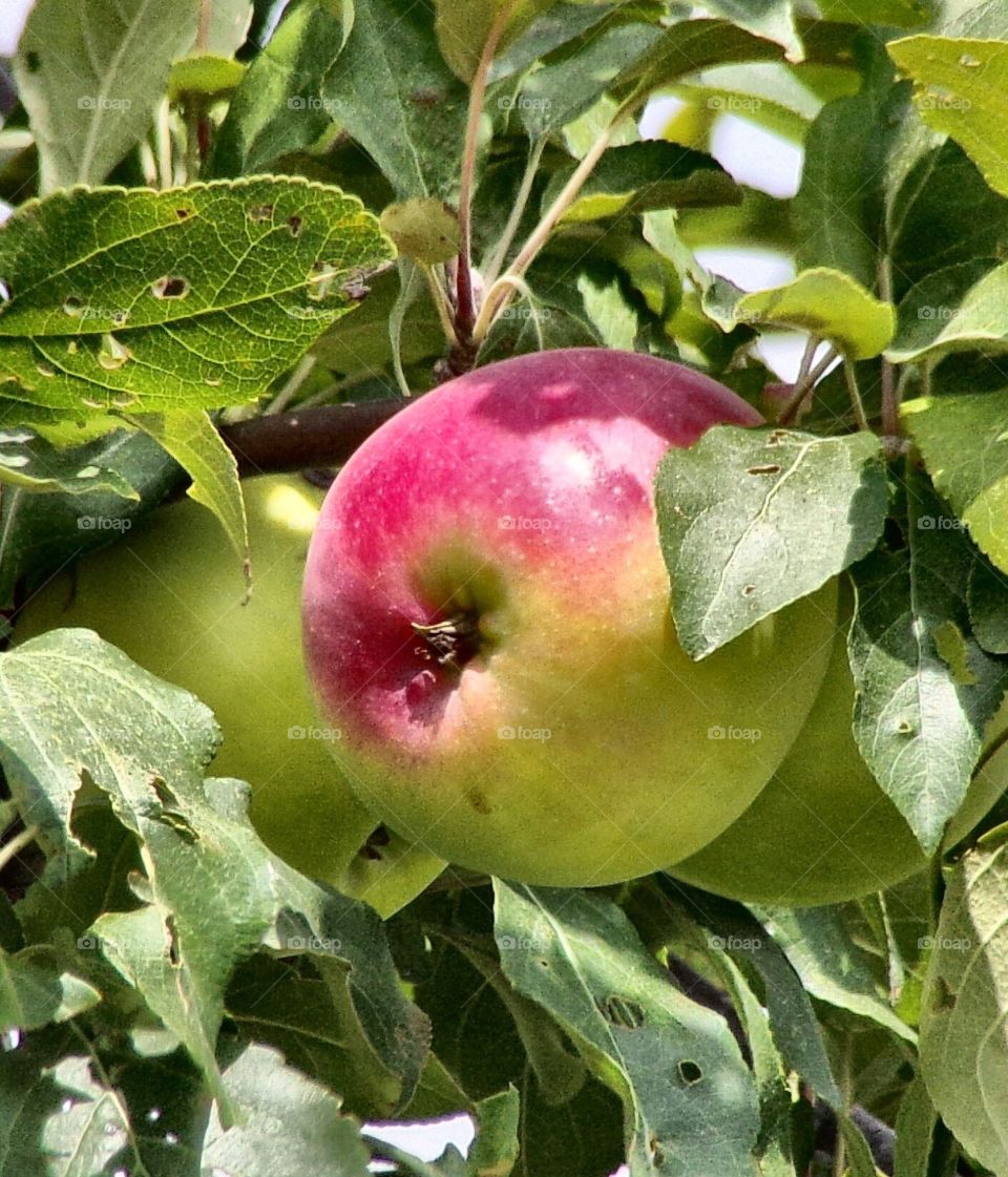 Apple tree 