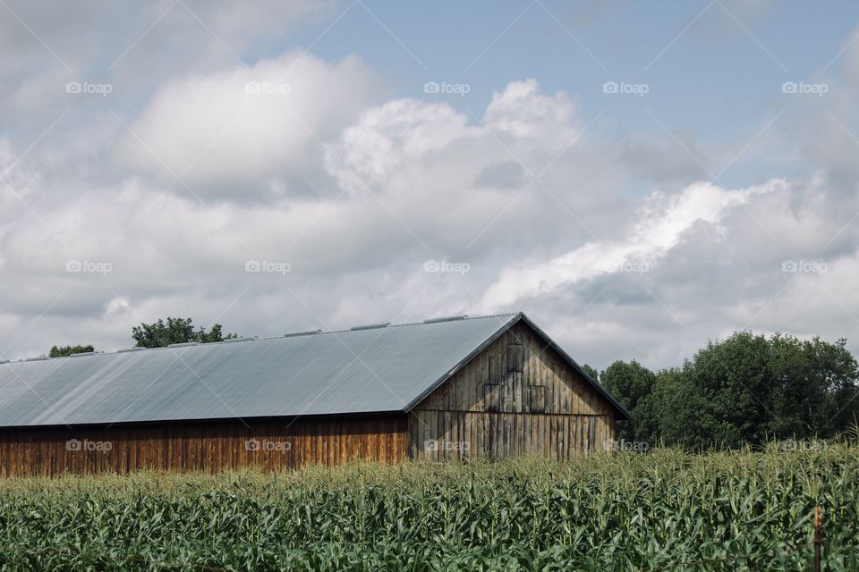 Sunny day on the farm