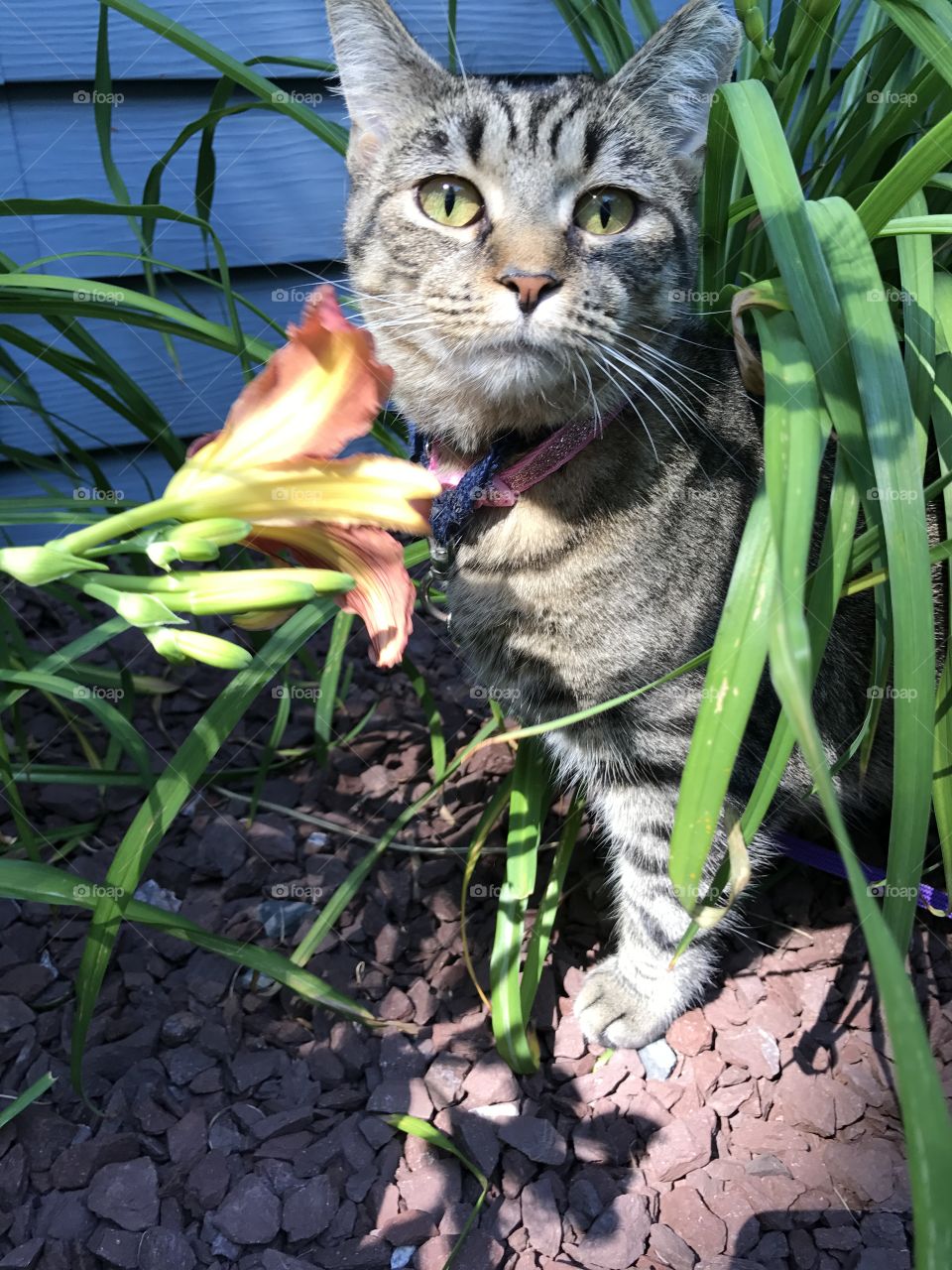 Flower Kitty