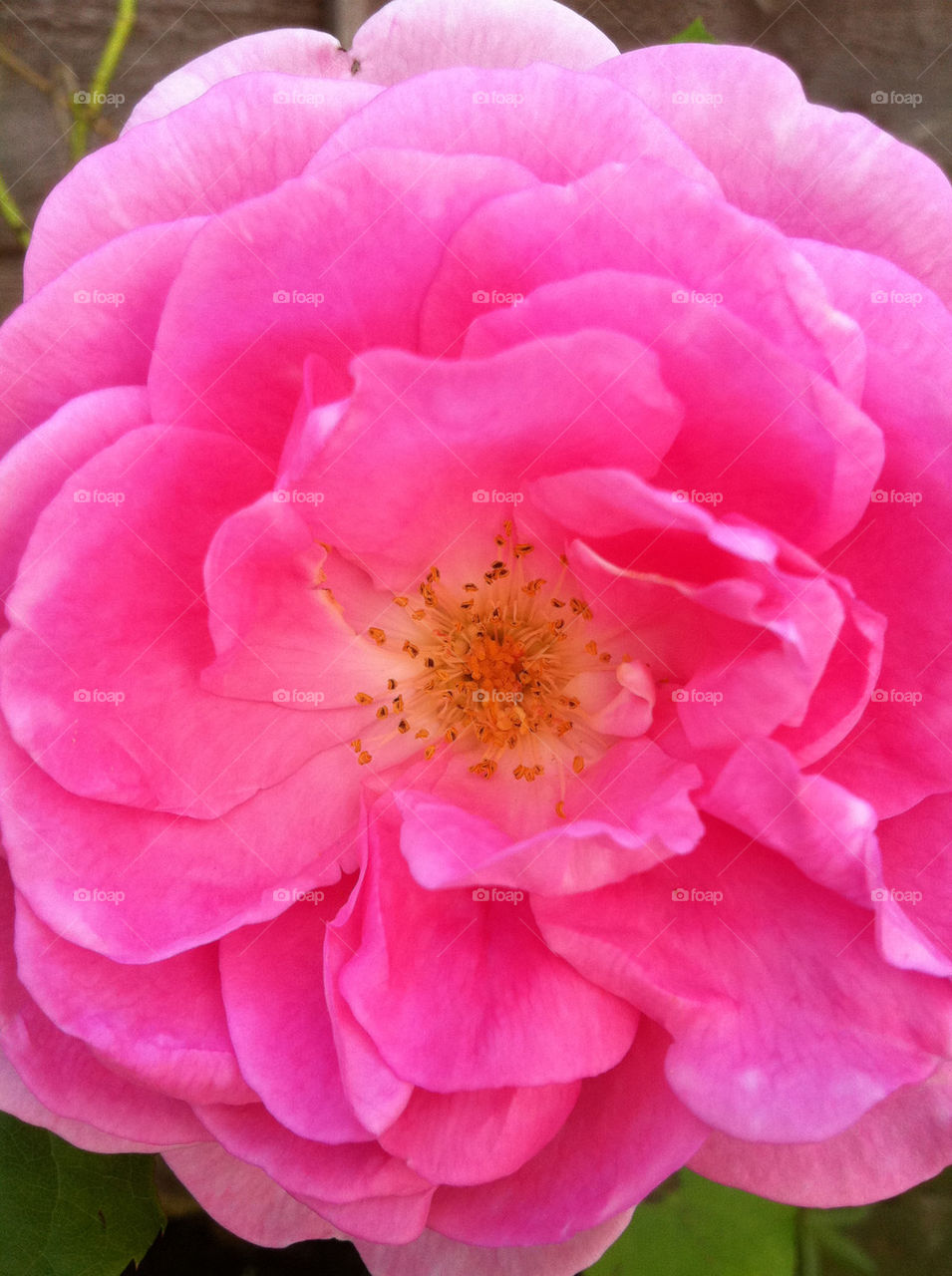 pink flower seeds rose by jeanello