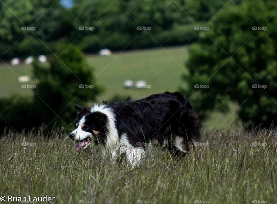 Collie on the lookout
