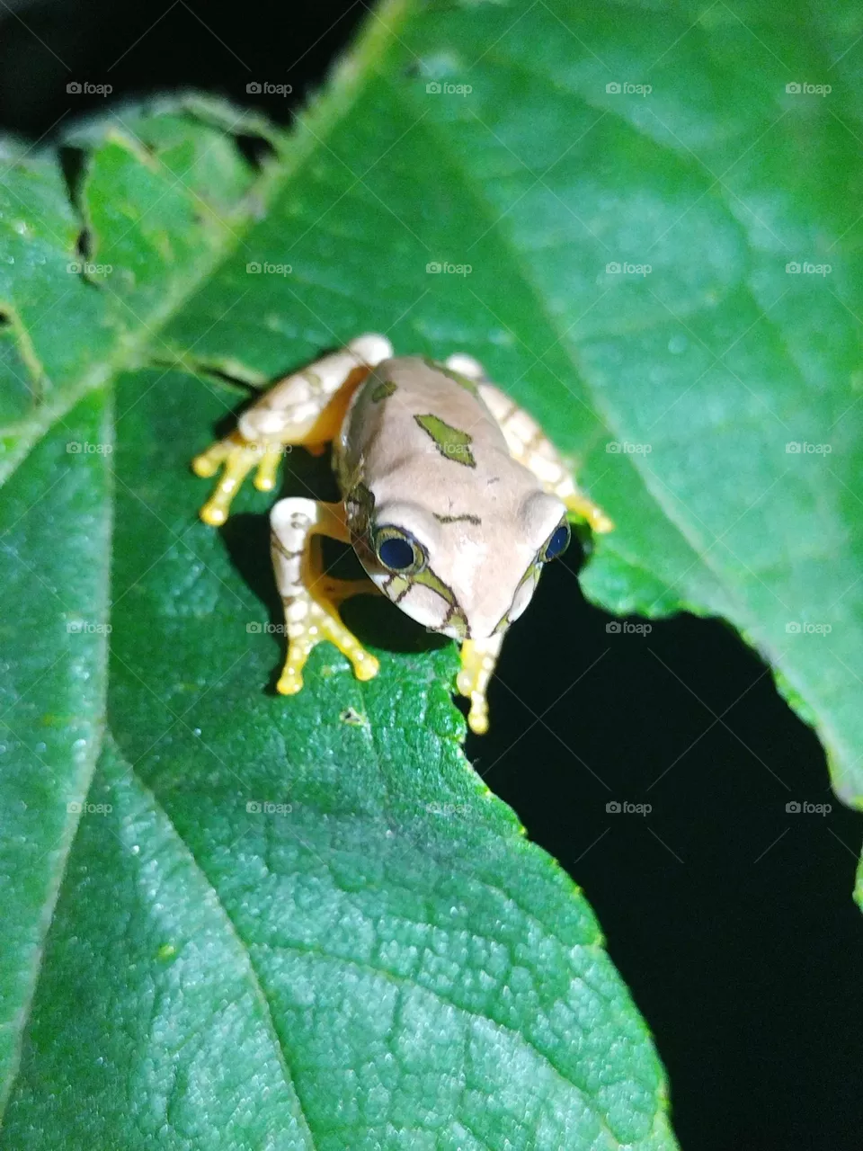 Small tree frog