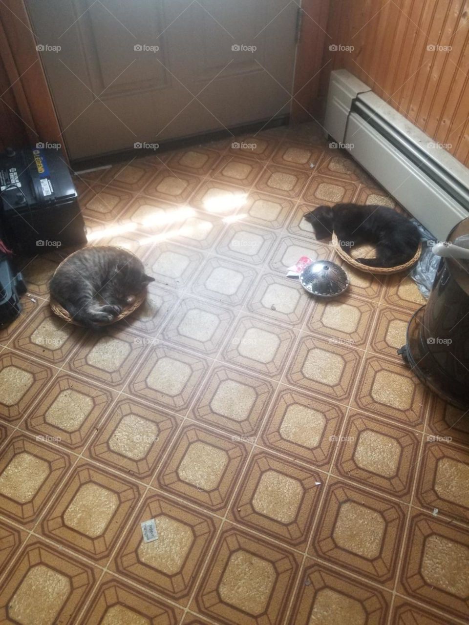 My 2 kittens  Salem. and shiela sleeping on wicker paper plate holders