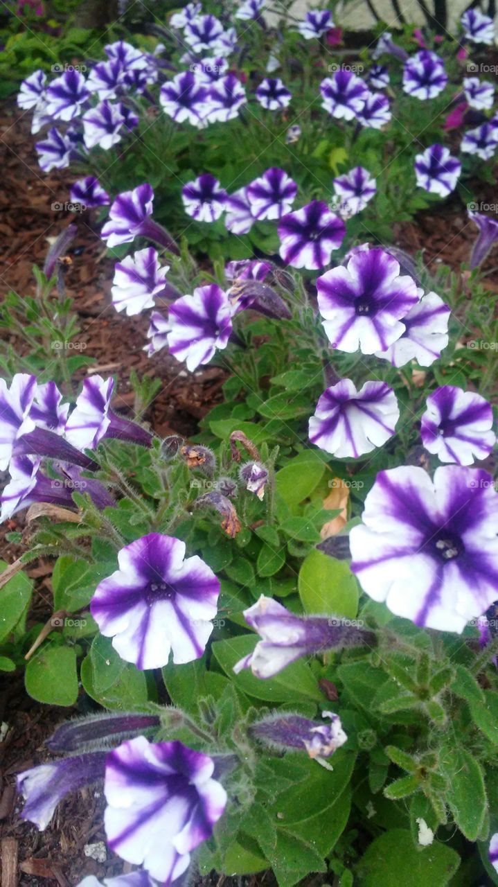 spring. flowers. beauty