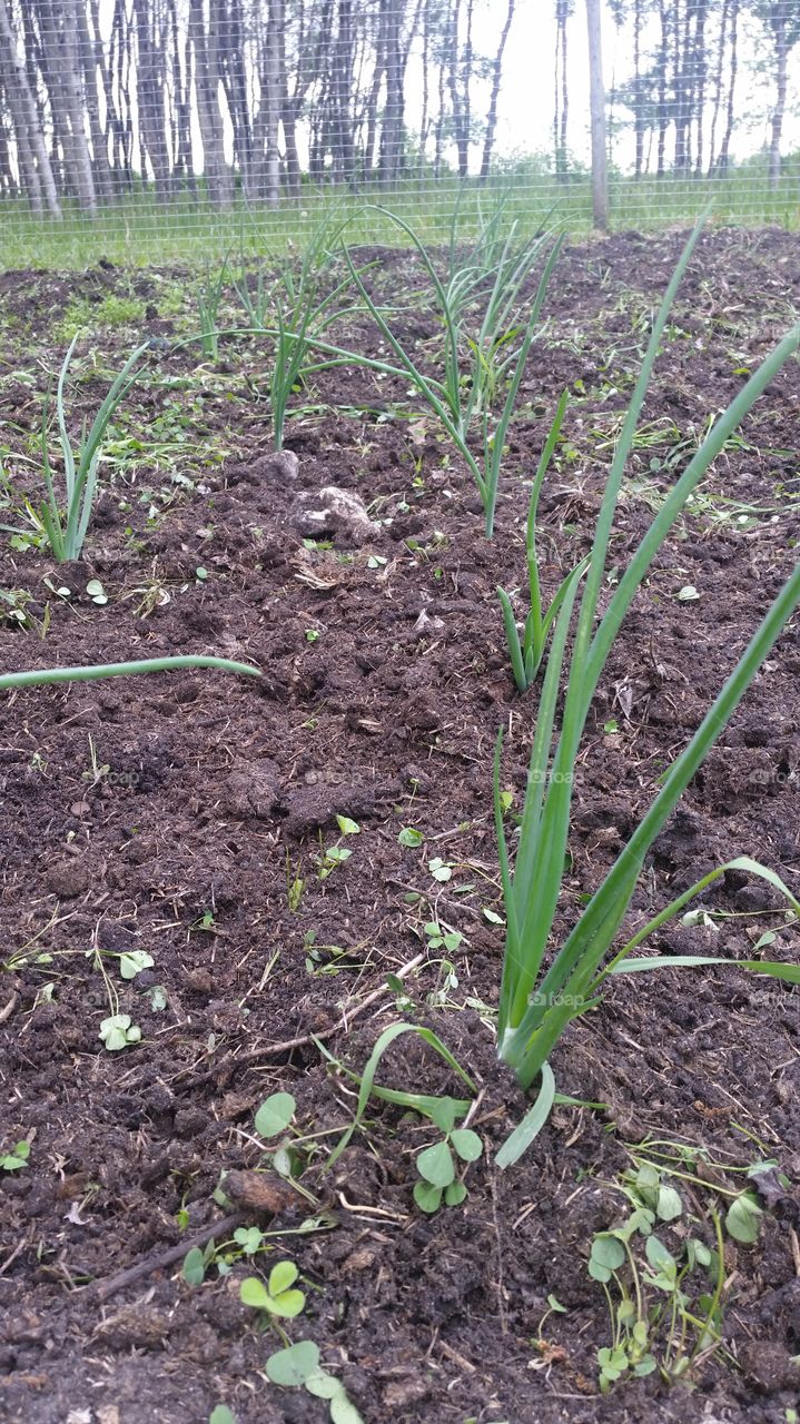 green onions in the garden