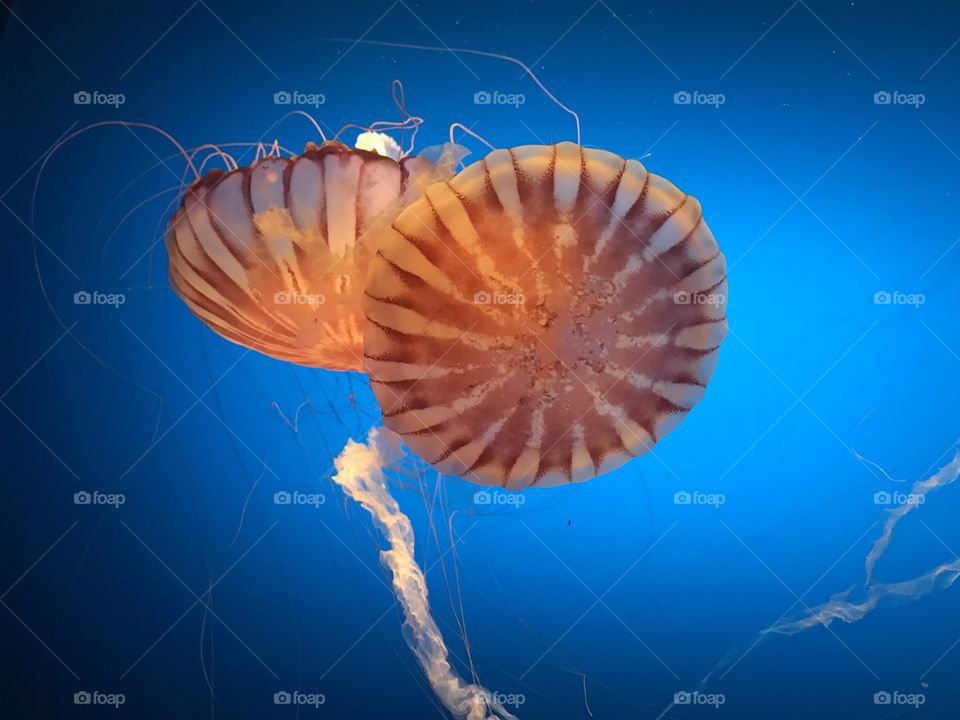 Gorgeous orangish reddish jelly fish in bright blue water makes for a beautiful photo. 