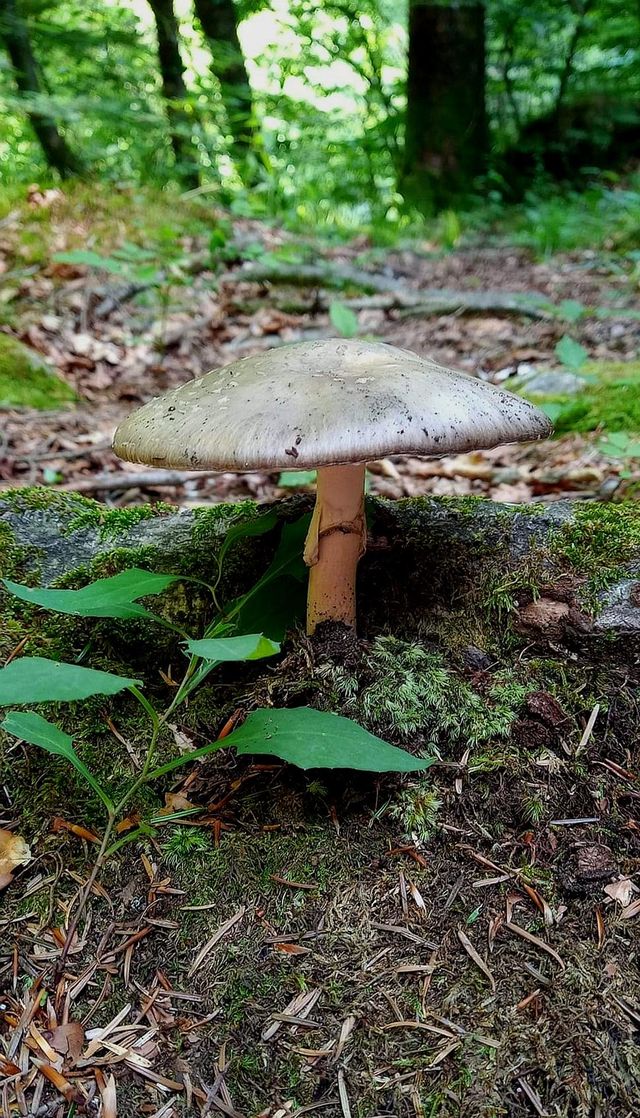 found this summer