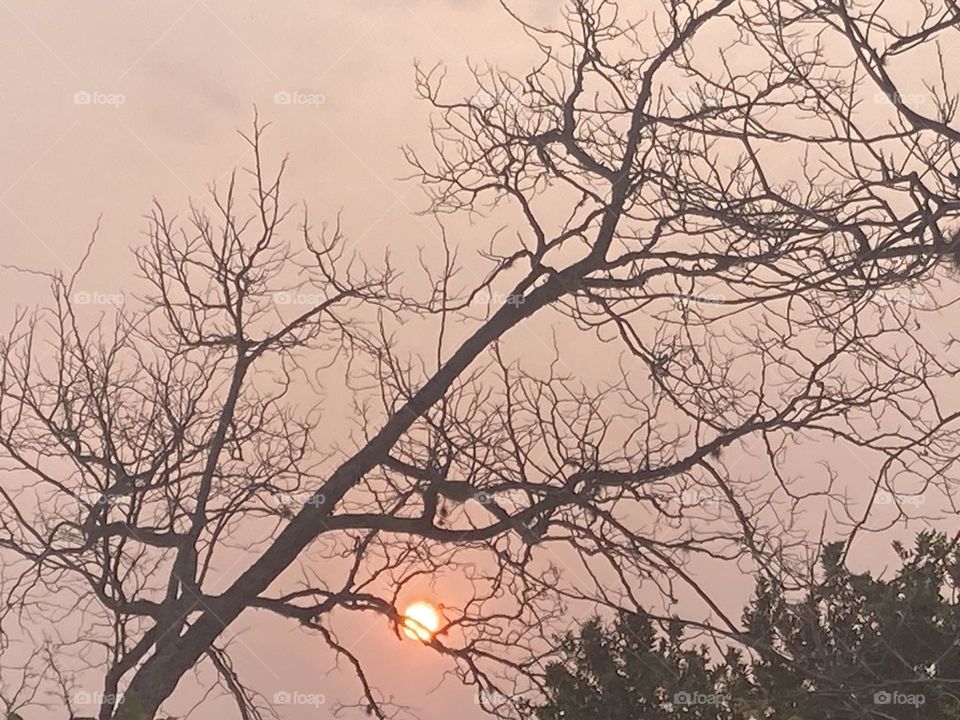 Paisagem de fim de tarde com pôr do sol e árvores secas.