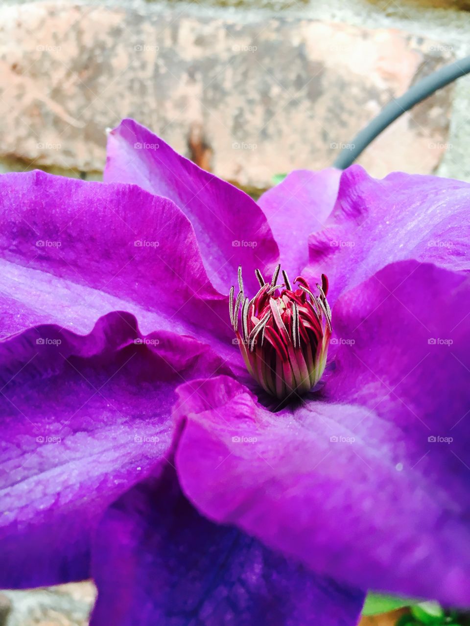 Clematis
