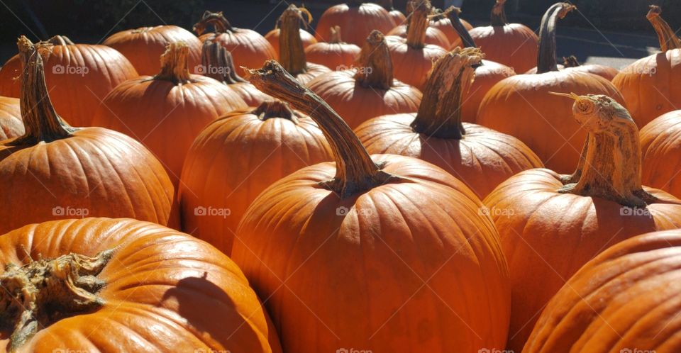 pumpkin 2