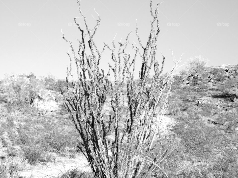dry plant 