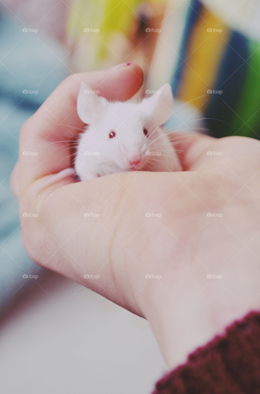 White mouse in hand