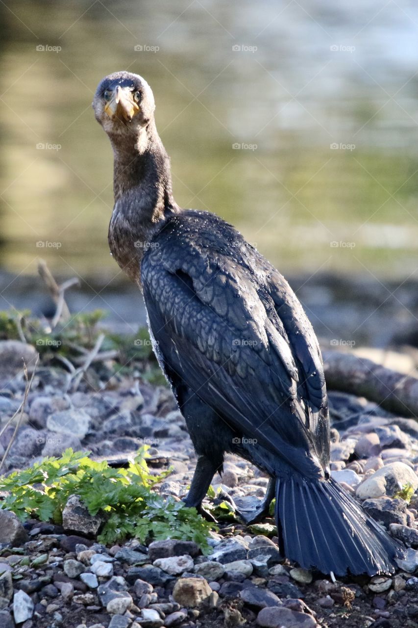 Cormorant 