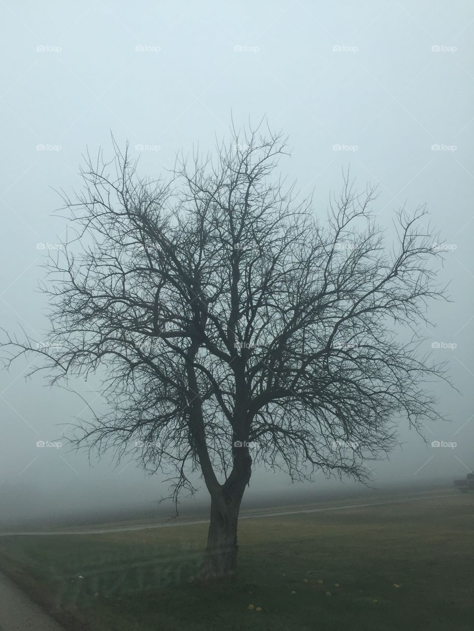 Winter tree in the fog