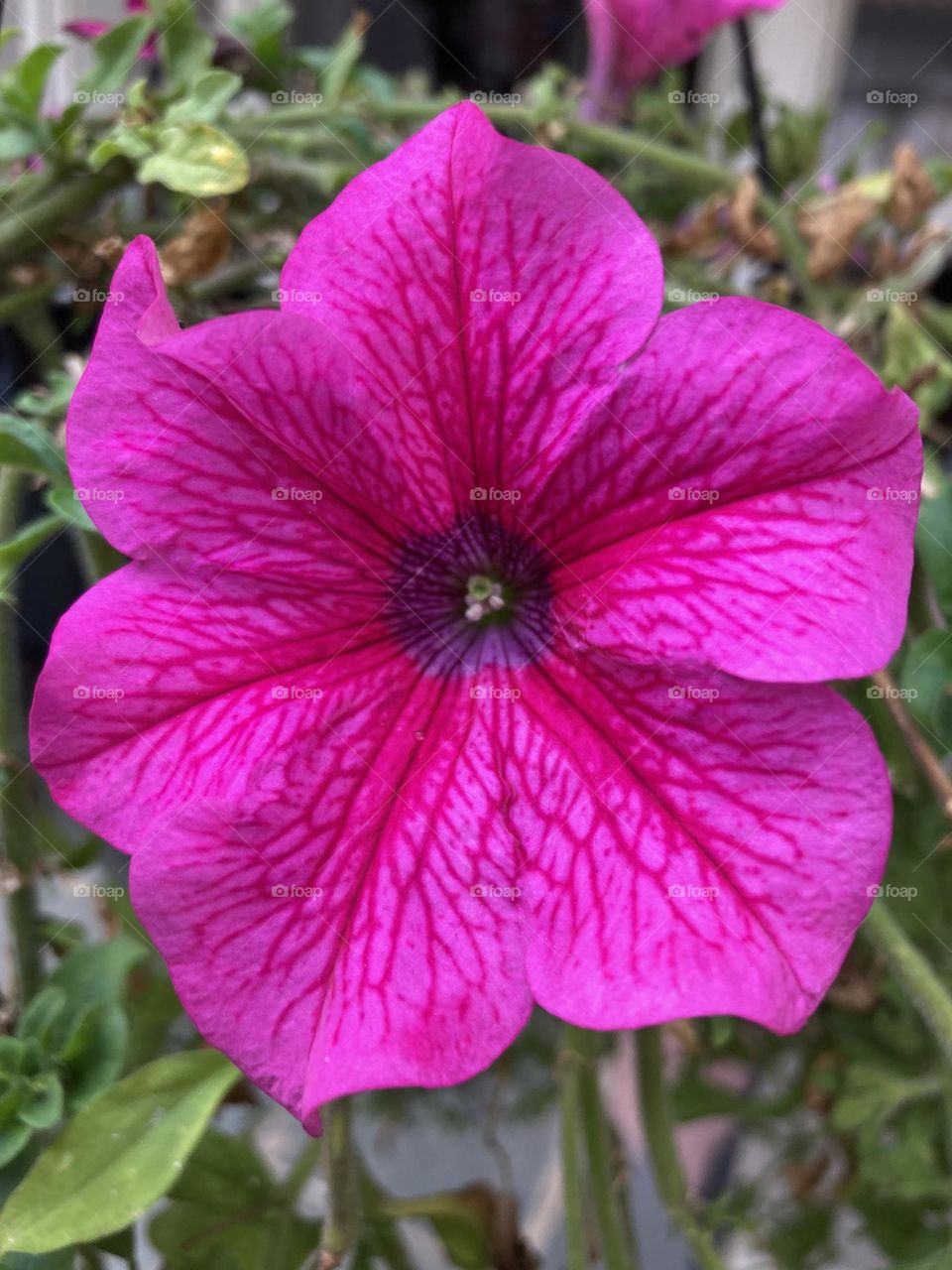 🌹 🇺🇸 Very beautiful flowers to brighten our day.  Live nature and its beauty. Did you like the delicate petals? / 🇧🇷 Flores muito bonitas para alegrar nosso dia. Viva a natureza e sua beleza. Gostaram das pétalas delicadas? 