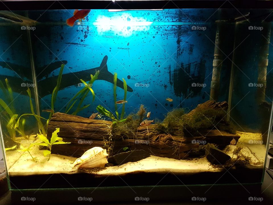 My aquarium with few fish.
