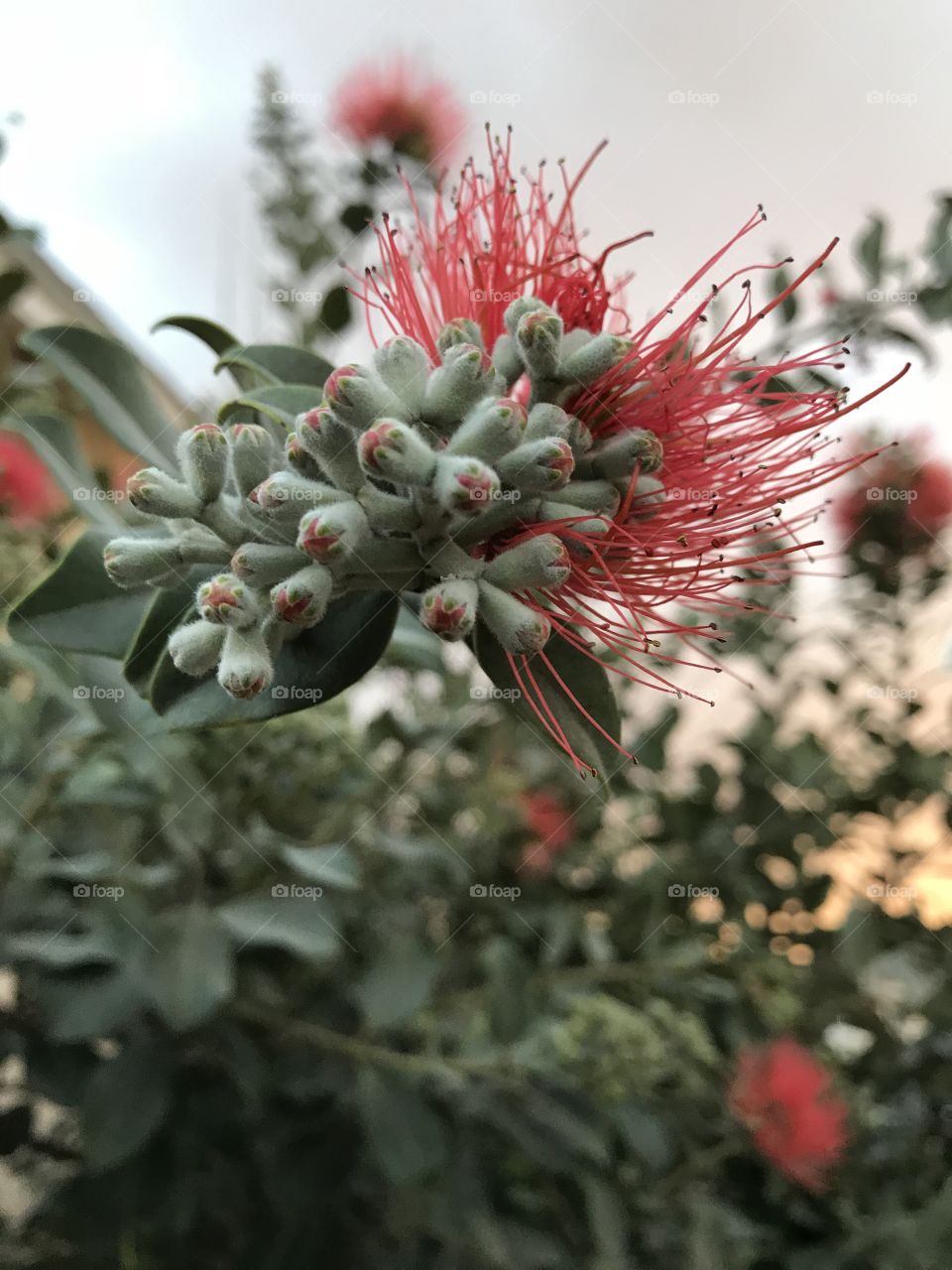Flora at dusk