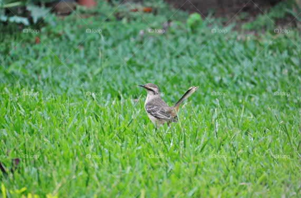 Passarinho no gramado