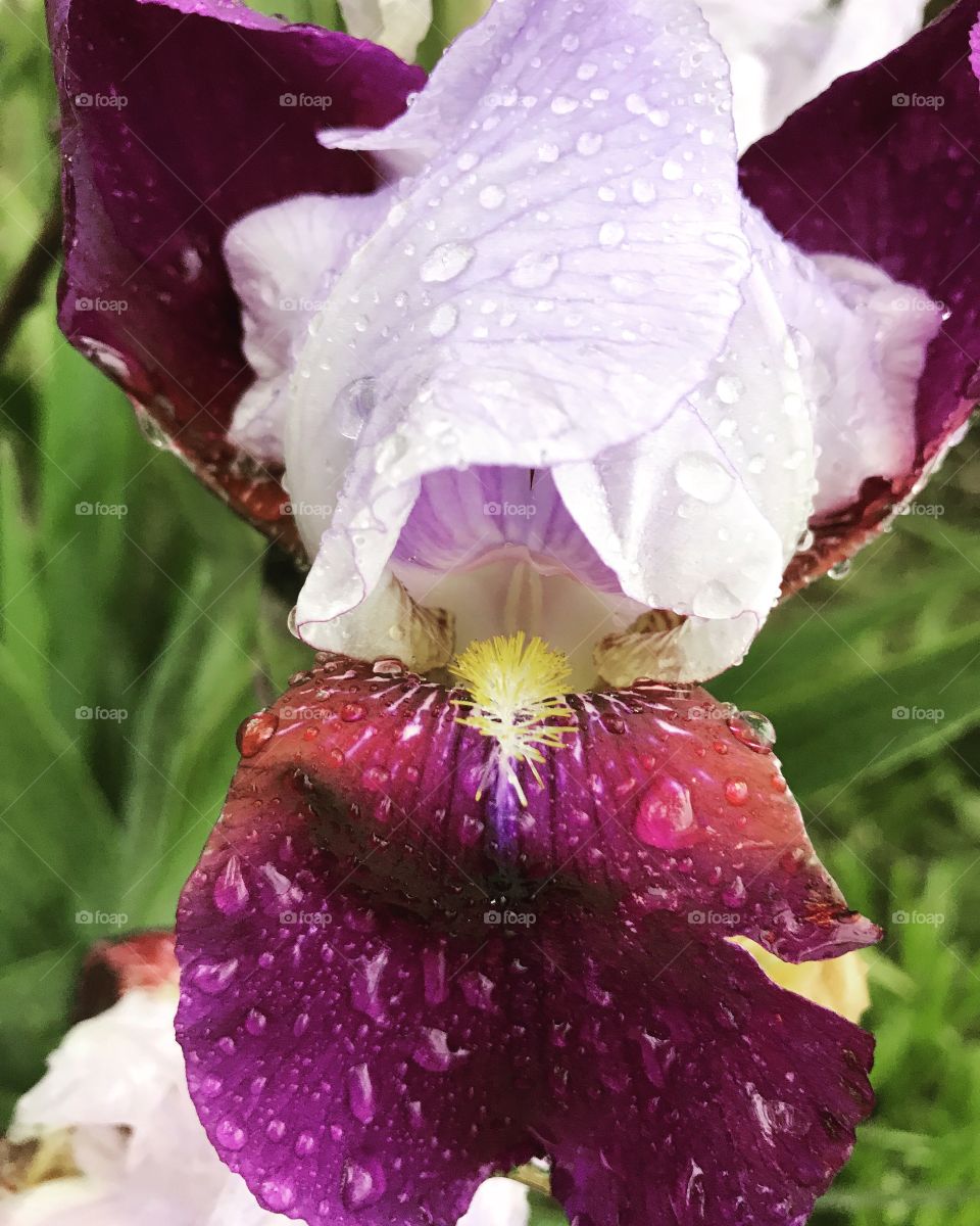 Iris